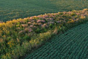 « Bande de prairie » traversant un champ de soya. Crédit photo: Université de l'Iowa.